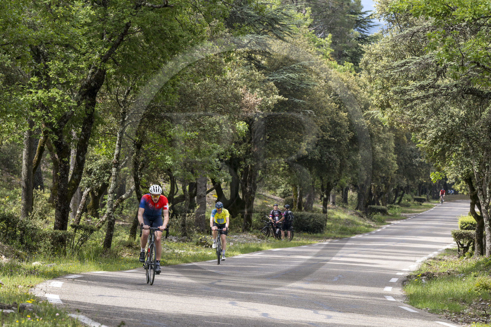 France, Vaucluse (84), Parc Naturel Régional du Mont Ventoux, Bedoin, ascension à vélo du Mont Ventoux par la route D974 sur le versant sud, route à travers une épaisse forêt de chênes
