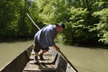 France, Bas-Rhin (67), région d'Ebersmunster et Muttersholtz, le Grand Ried, le batelier Patrick Unterstock dans une barque à fond plat en bois sur la rivière l'Ill