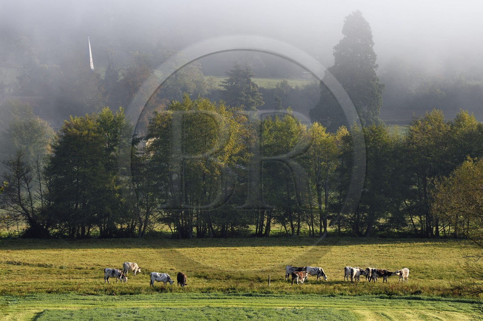 France, Calvados (14), Pays d'Auge, Saint-Germain-de-Livet, troupeau de vaches et le clocher de l'église Saint Jean en arrière plan