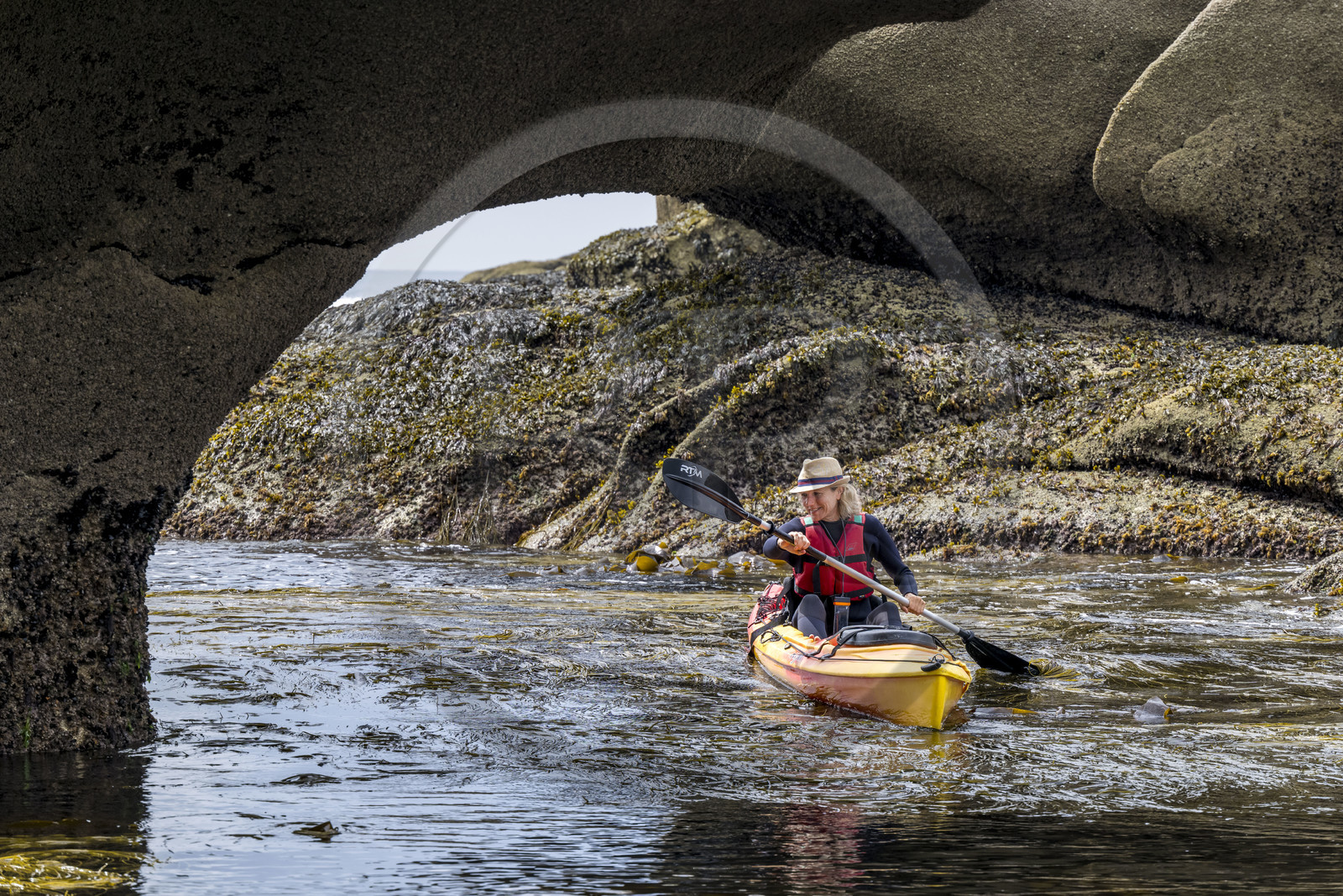 France, Finistère (29), Penmarch, archipel des Étocs, sortie en kayak du Centre nautique du Guilvinec à la découverte du phoque gris (halichoerus grypus) dans les rochers à marée basse