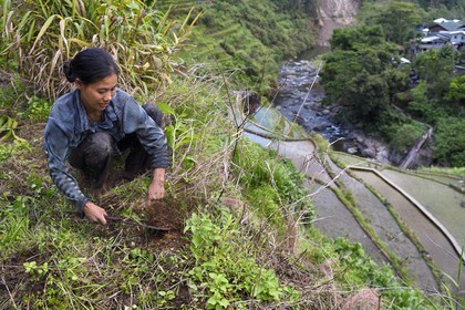 Philippines, Ifugao province, Banaue rice terraces around the village of Cambulo, listed as World Heritage by UNESCO, Daria Faith Winging 32, married with two children, does the clearing of a plot to replant
