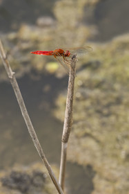France, Gard, Vauvert, the Petite Camargue, Scamandre Regional Nature Reserve, Scarlet Dragonfly (Crocothemis erythraea) or broad scarlet, common scarlet-darter