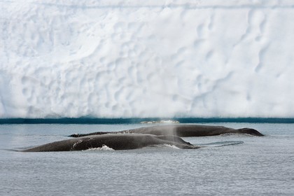 Groenland, cote ouest, baie de Disko, Ilulissat, fjord glacé classé Patrimoine Mondial de l'UNESCO qui est l’embouchure maritime du glacier Sermeq Kujalleq, baleines à bosse ou rorquals à bosse (Megaptera novaeangliae)