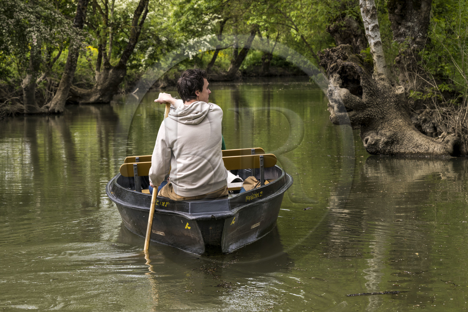 France, Vendée (85), Parc Interrégional du Marais Poitevin labellisé Grand Site de France, Maillezais, batelier effectuant une promenade en barque dans les conches sur les affluents de l'Autise