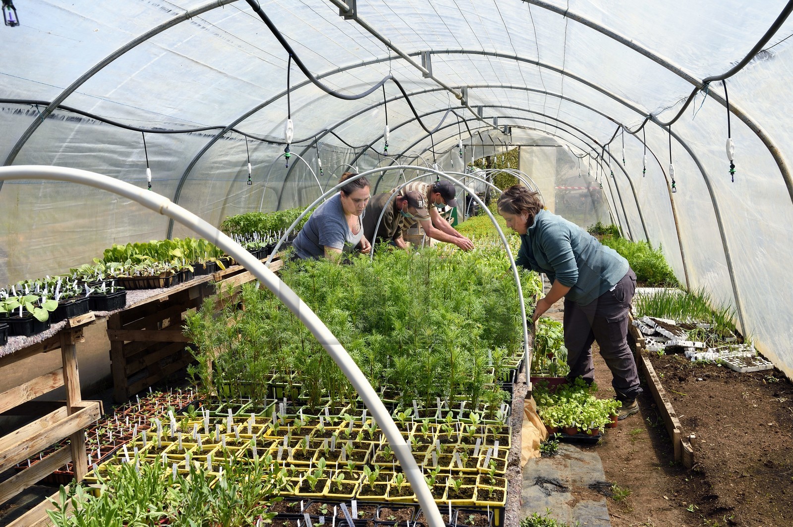 France, Charente (16), Souffrignac, Les Jardins du Bandiat, une ferme spécialisée maraîchage Bio et labellisée Agriculture Biologique fonctionne au travers d'un chantier d'insertion créé par l'association CIDIL