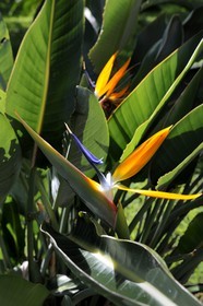 France, Ile de la Reunion,