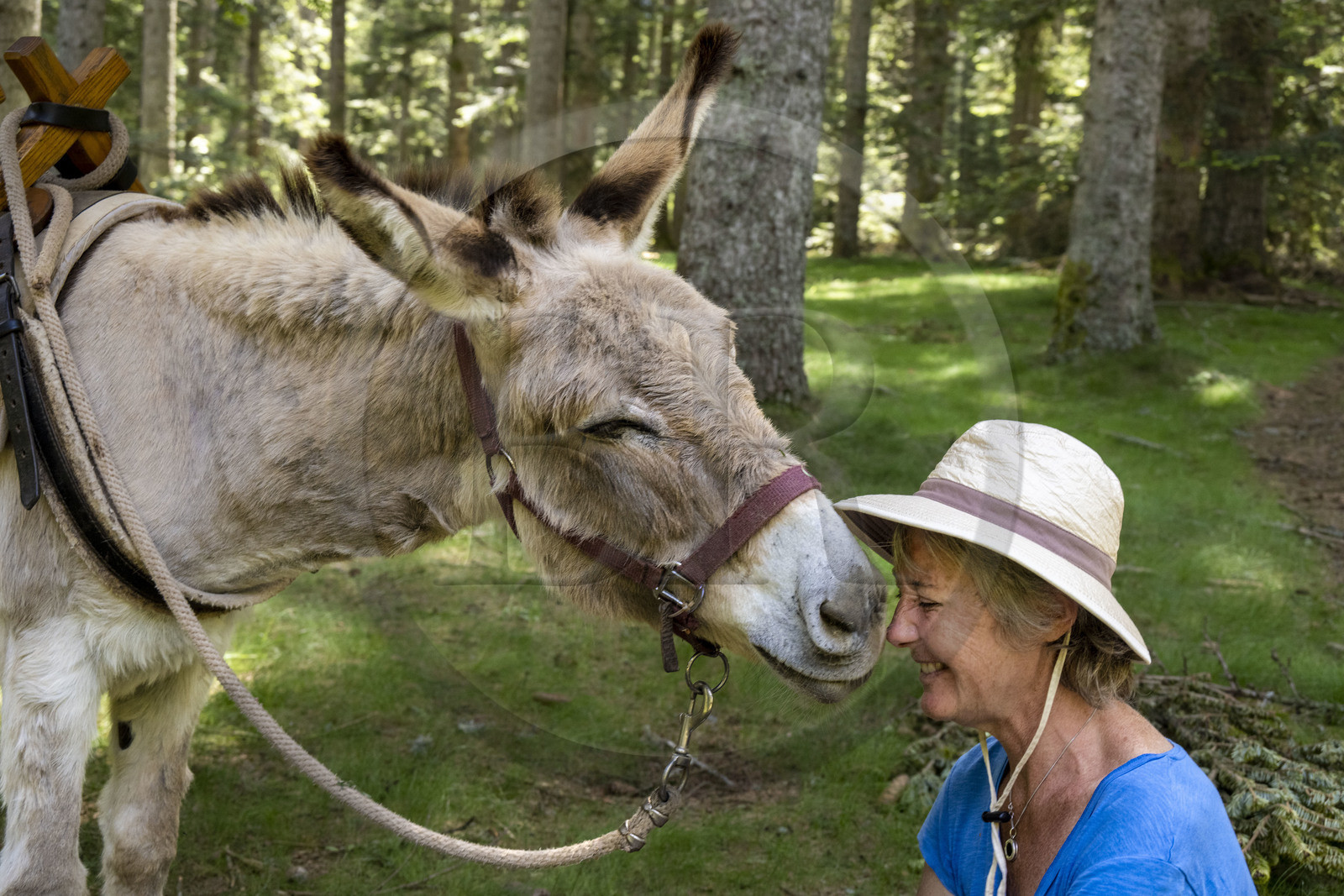 France, Lozère (48), Luc, randonnée avec un âne sur le chemin de Stevenson (GR 70), l'âne Anatole fait un calin à sa randonneuse