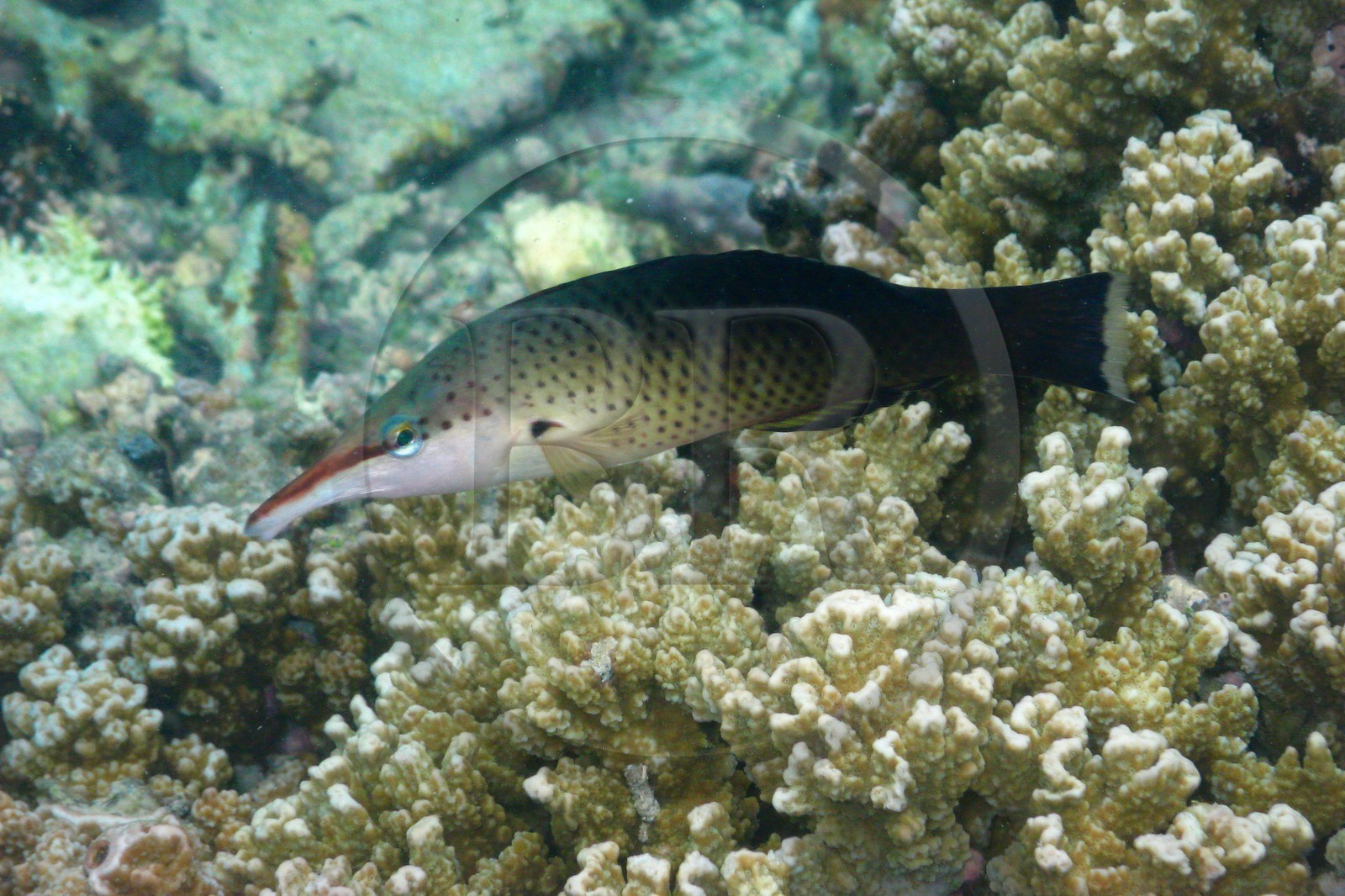 France, île de la Réunion, le récif corallien du lagon de la plage de Saint-Gilles et de l'Ermitage (vue sous-marine)