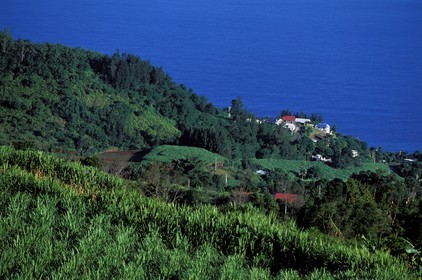 France, île de la Réunion, champs de canne à sucre sur les hauteurs de Petite île (sud sauvage)