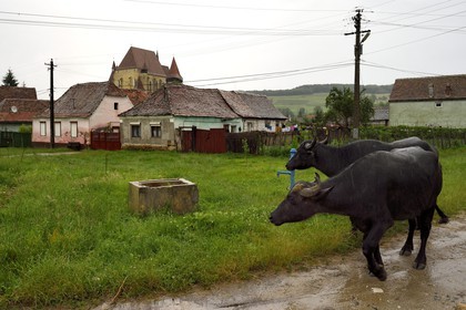 Roumanie, Transylvanie, Biertan, église fortifiée classée Patrimoine Mondial de l'UNESCO