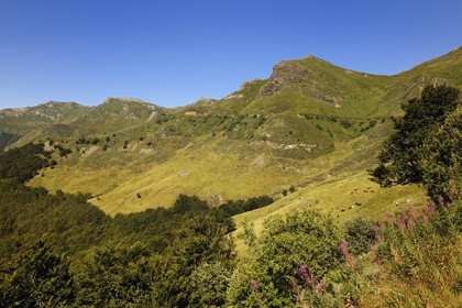 France, Cantal (15), monts du Cantal, Parc Naturel Régional des Volcans d' Auvergne, la vallée de la Jordanne vers Mandaille-Saint-Julien