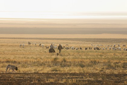 Turkey, Central Anatolia, Aksaray Province, shepherds and their herd of sheep in the steppe nearby Tuz Golu salted lake