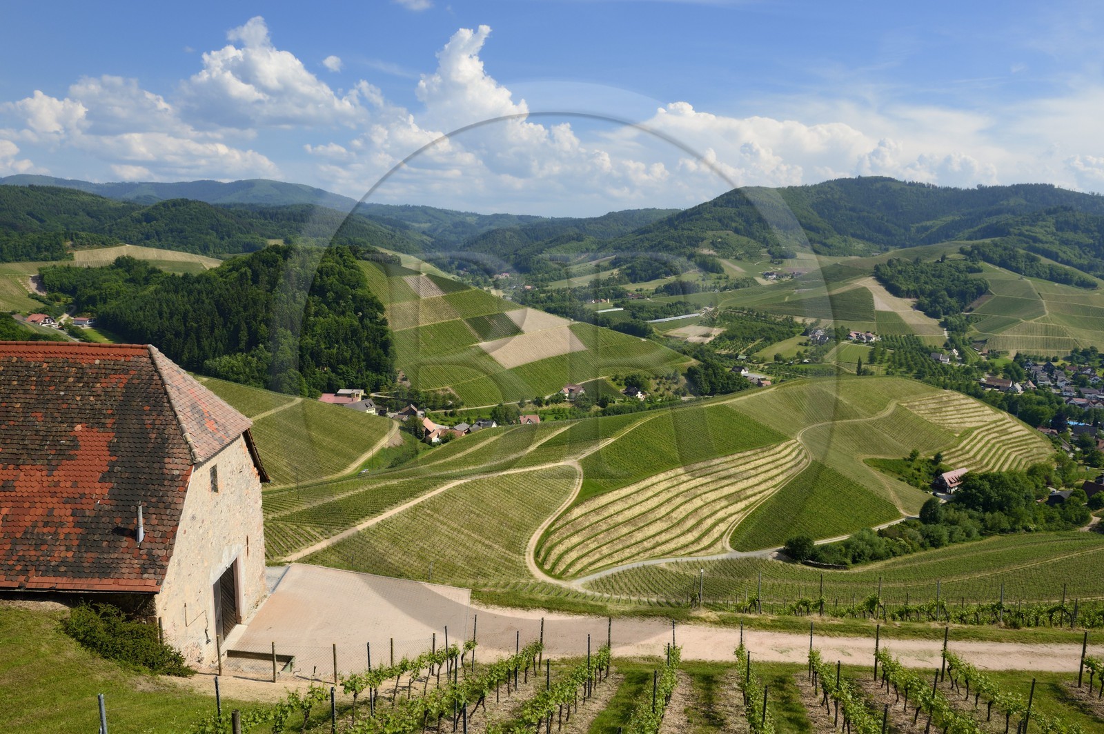 Allemagne, Bade-Wurtemberg, le vignoble à Durbach