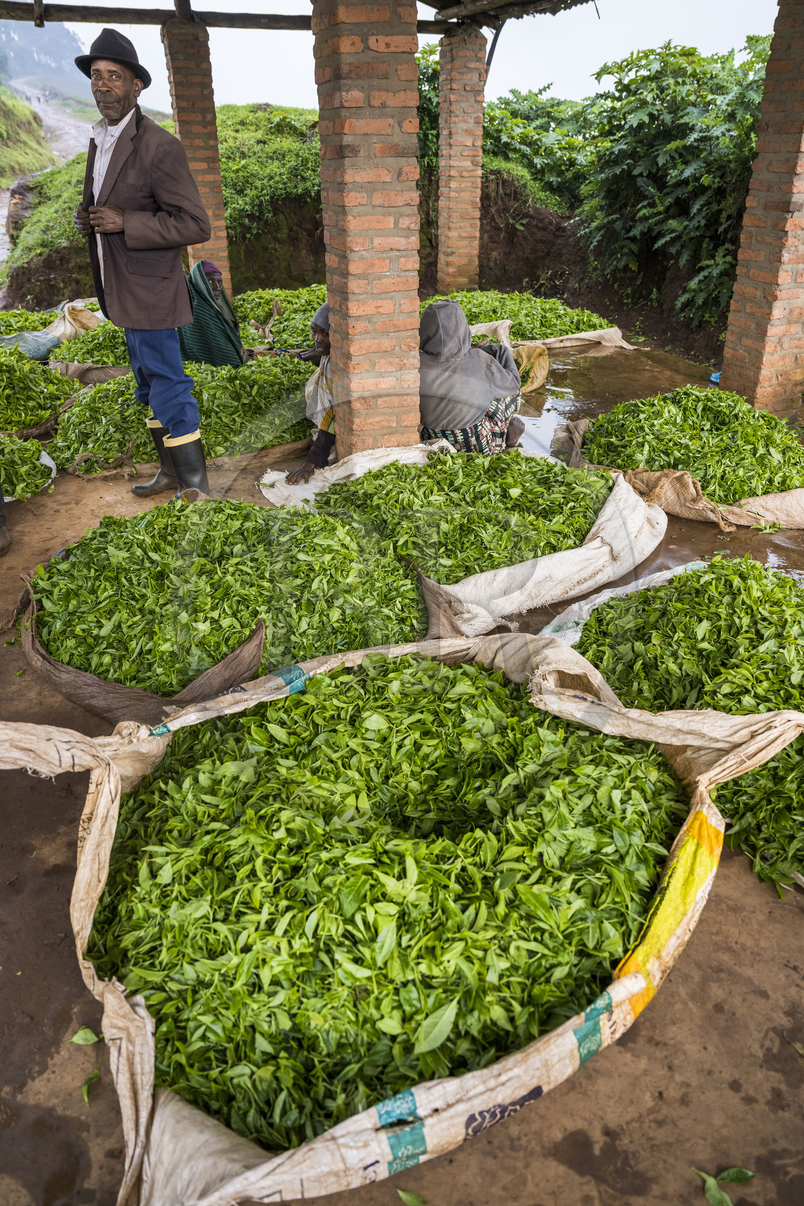 Rwanda, Province de l’Ouest, Gisuma, plantation de thé, abri pour les travailleurs et le thé de leur cueillette