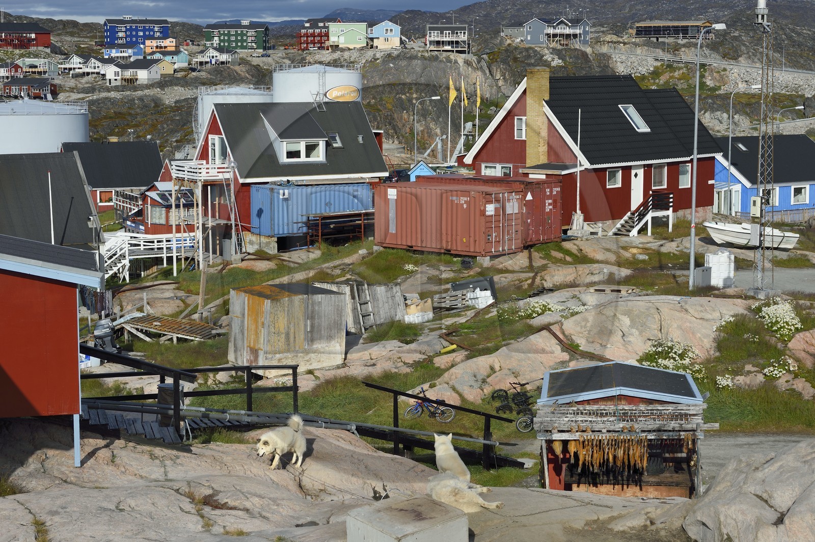 Groenland, cote ouest, baie de Disko, Ilulissat, habitat très divers, chiens de traineau et séchoir à morues