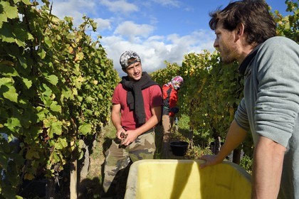 France, Haut Rhin, the Alsace Wine Route, Bergheim, grape harvest on a plot of the Wine estate Marcel Deiss, Mathieu Deiss on the right talking with one of his picker
