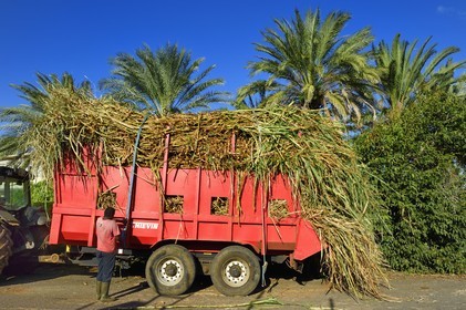France, Reunion island (French overseas department), Saint-Pierre, Grands Bois, one of the 11 sugar cane reception and collection centers also called Balance, the tractors bring the cane from the fields in trailers