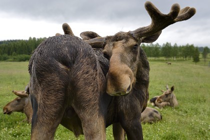 Sweden, Vasterbotten County, Umea region, Bjurholm, the Elk's House (Algens Hus), livestock