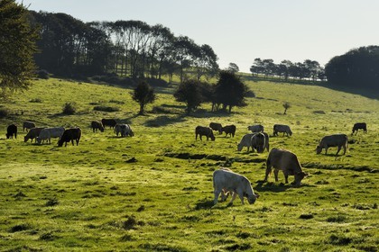 France, Seine-Maritime, Pays de Caux, Cote d'Albatre, Sotteville-sur-Mer, cows in a field