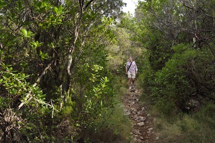 Croatia, Dalmatia, Dalmatian coast, Island of Mljet, hiker on a trail in Mljet National Park