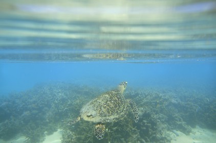 France, Ile de la Reunion, Côte Ouest, Saint-Gilles-Les-Bains (commune de Saint-Paul), le récif corallien du lagon de l'Ermitage, tortue verte (Chelonia mydas) (vue sous-marine)