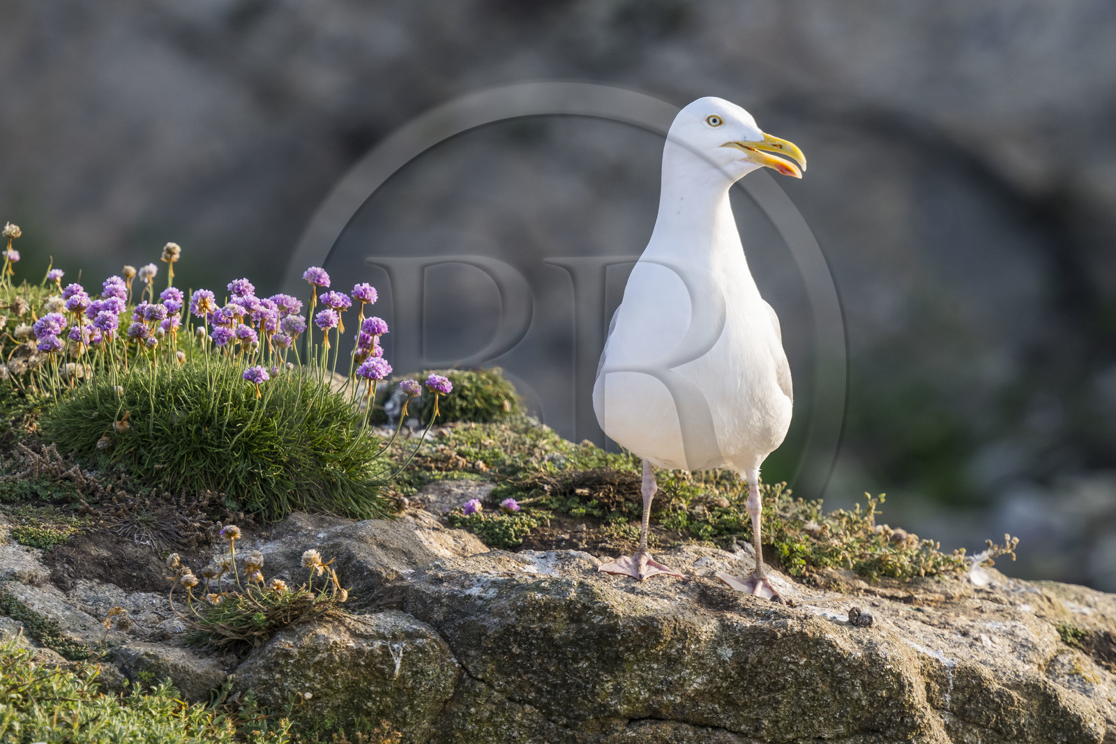France, Finistère (29), Pays des Abers, Ile Vierge dans l'archipel de Lilia, goéland