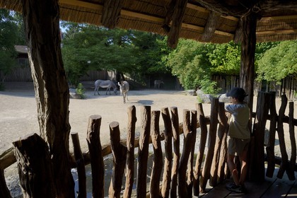 France, Haut Rhin, Mulhouse, botanical and zoological park, zebras park