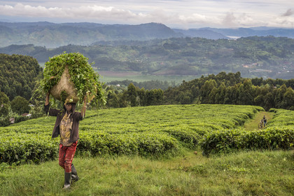 Rwanda, Province de l’Ouest, Gisakura, jeune paysan portant un ballot d'herbe pour nourrir les vaches, plantation de thé, le lac Kivu et les montagnes de la République démocratique du Congo en arrière plan