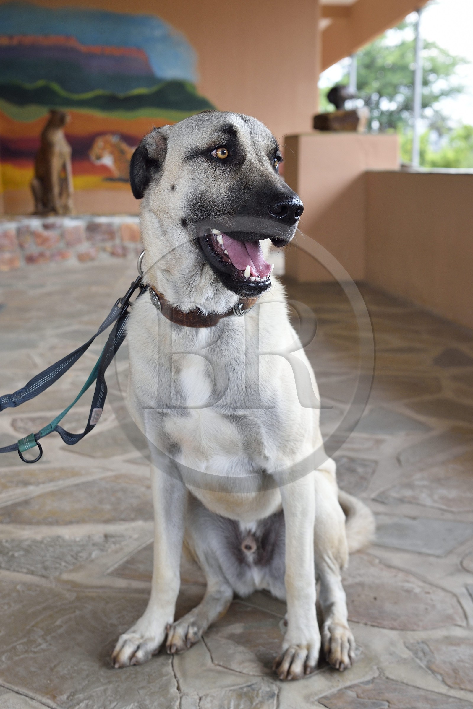 Namibie, Otjiwarongo, Cheetah Conservation Fund, centre de recherche et d'éducation, le Livestock Guarding Dog Program (programme chien de garde du bétail) du CCF a été très efficace pour réduire les taux de prédation et ainsi aussi l'inclinaison des agriculteurs à piéger ou tirer sur des guépards, chien Berger d'Anatolie aussi connu sous le nom de Kangal