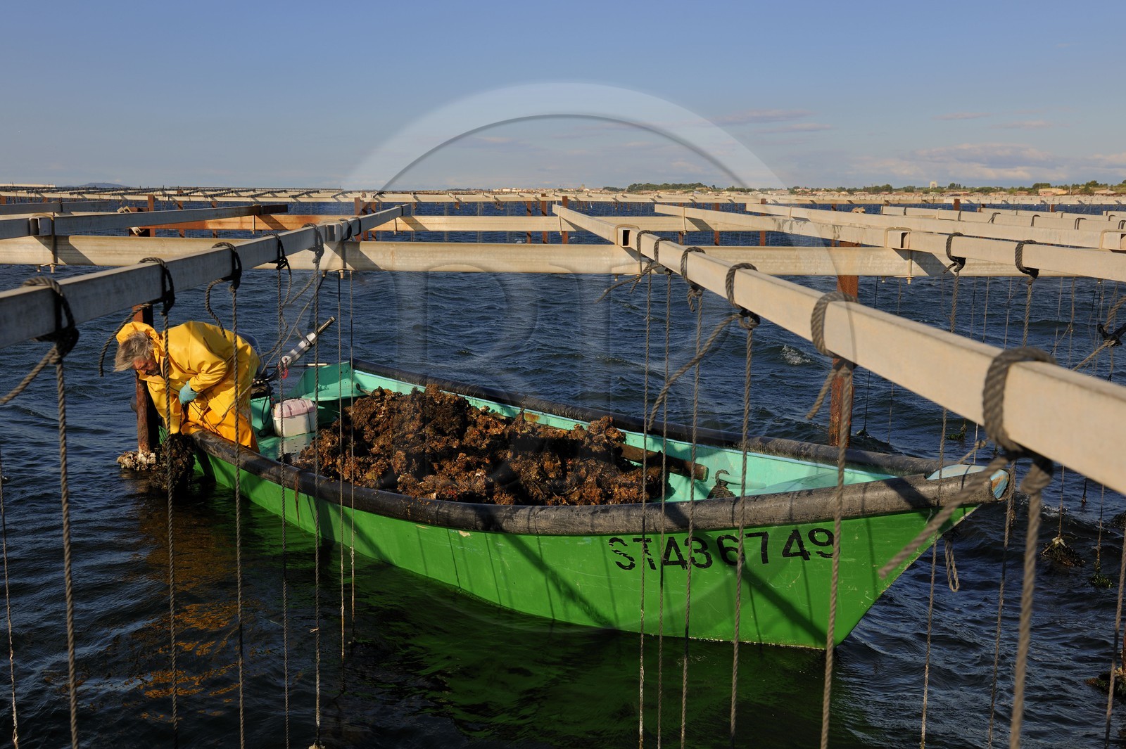 France, Hérault (34), Bouzigues, étang de Thau, l'élevage en suspension sur des cordes dans le parc à huîtres