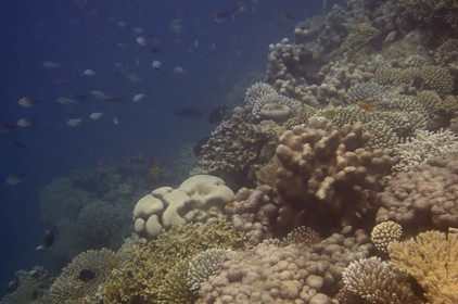 France, Ile de Mayotte, Grande-Terre, Kani-Keli, récif corallien vers la plage de N’Gouja
