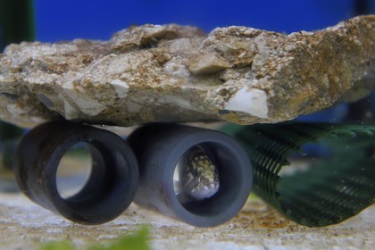 France, Var, Ile des Embiez, the Paul Ricard Oceanographic Institute, small dusky grouper (Epinephelus marginatus) 15 days old and 2 cm long under observation