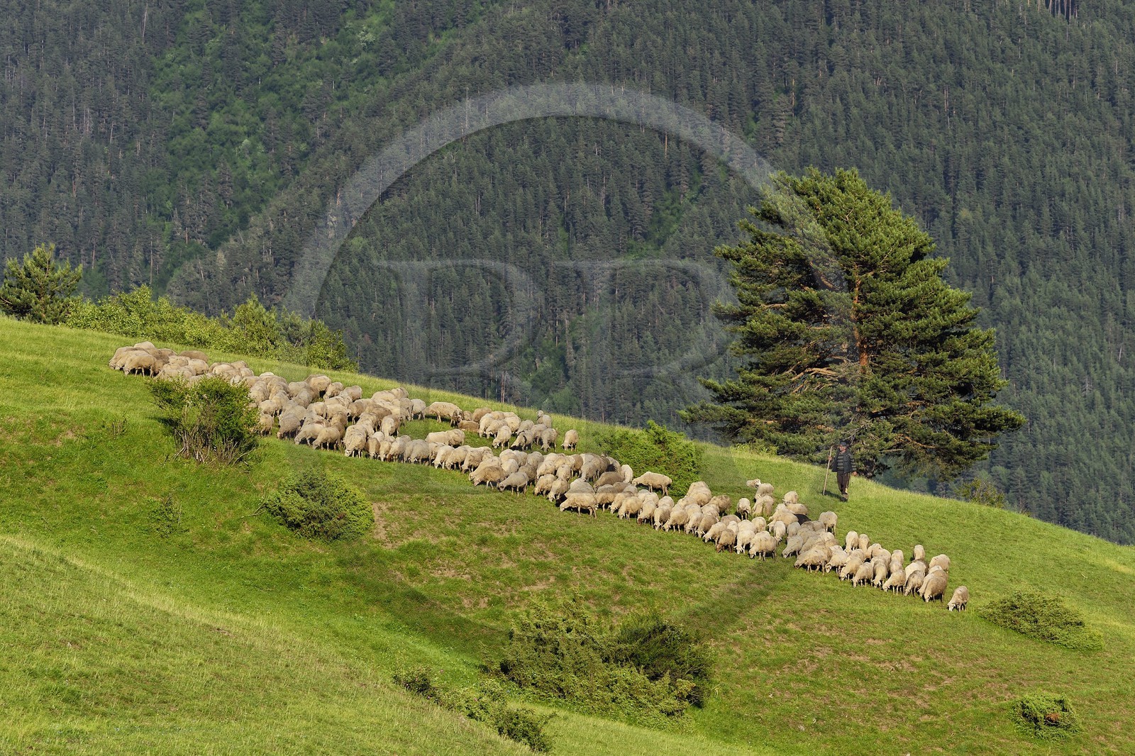 Géorgie, Kakheti, Parc national de Touchétie, Omalo, berger et son troupeau de moutons