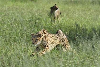 Namibie, Otjiwarongo, Cheetah Conservation Fund, centre de recherche et d'éducation, guépard (Acinonyx jubatus) chassant un leurre pour lui donner de l'exercice et garder la forme