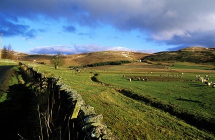 Royaume-Uni, Ecosse, région des Borders, Ettrickbridge au sud de Selkirk Kirkhope Tower (autour 15ème siècle)