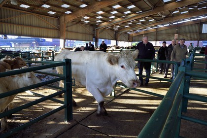 France, Seine Maritime, Forges les eaux, livestock market (mainly cows)
