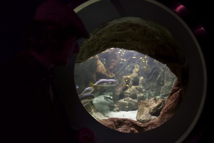 France, Charente-Maritime (17), La Rochelle, Aquarium La Rochelle, Mention obligatoire, zone indo-pacifique, un des multiples hublots du bassin au requins