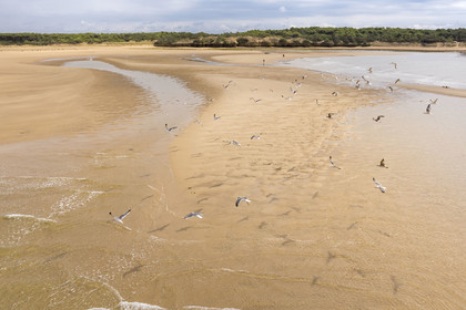 France, Vendée (85), Talmont Saint Hilaire, la Pointe du Payré, walkers and seagulls on the Veillon beach and estuary of the Payré river (aerial view)