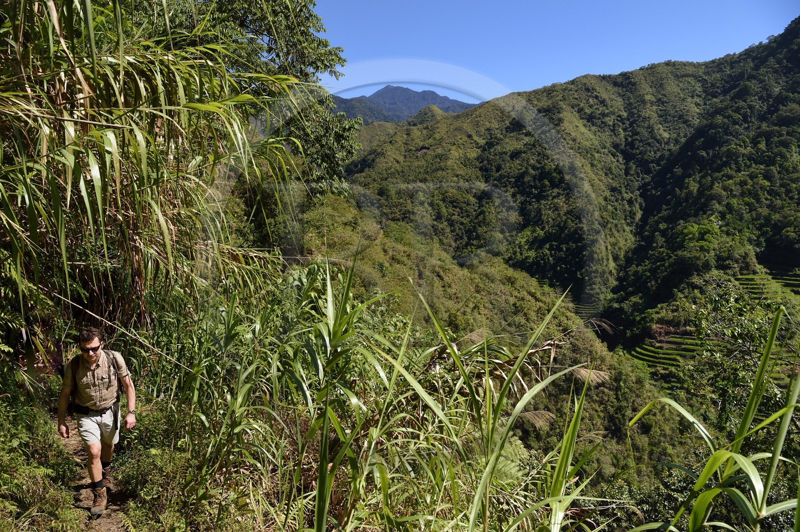 Philippines, province d'Ifugao, randonnée sur le sentier reliant les villages de Cambulo et Batad dans les montagnes de Banaue, en arrière plan les rizières en terrasses, classées Patrimoine Mondial de l'UNESCO