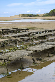 France, Vendée (85), Talmont Saint Hilaire, la Pointe du Payré, oyster farming in the mouth of the Payré river at low tide