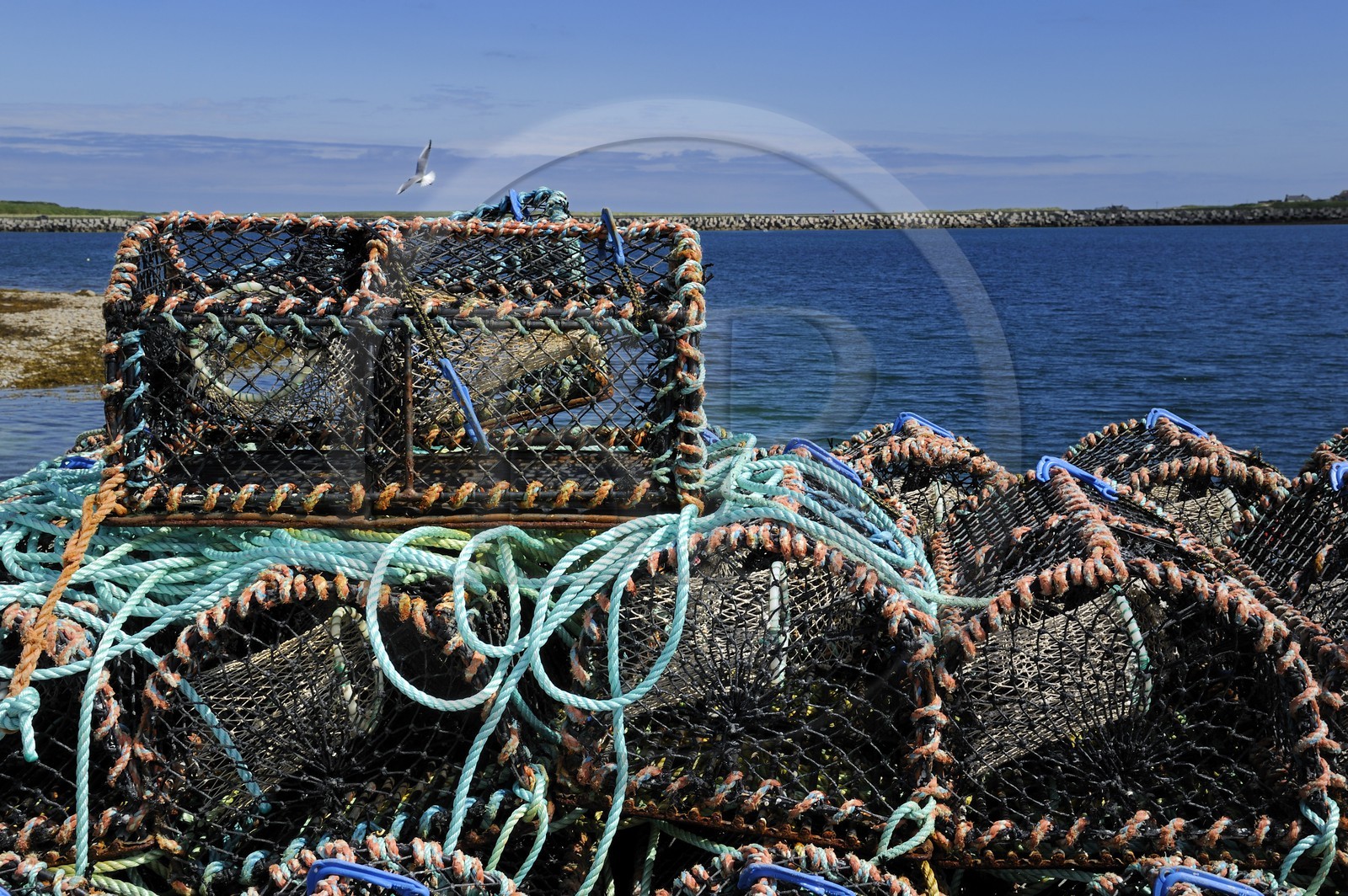 Royaume-Uni, Ecosse, Iles Orcades, Ile de Burray, casier de pêche sur le port