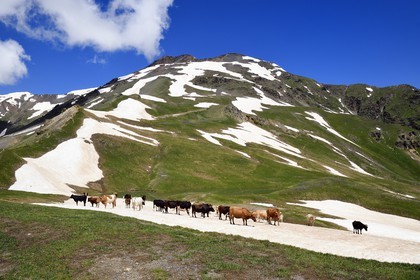 Georgia, Upper Svaneti (Zemo Svaneti), Mestia, herd of cow around the Koruldi Lake on the foothills of Mount Ushba