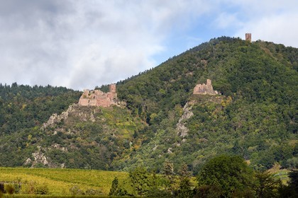France, Haut Rhin, the Alsace Wine Route, Ribeauville, the Saint-Ulrich castle on the left, the Girsberg castle on the right and the tower of the Haut-Ribeaupierre (or Altenkastel) castle in height