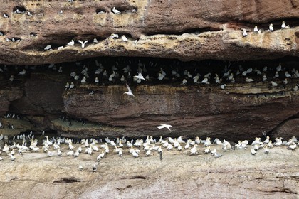 Canada, province de Québec, Gaspésie, île Bonaventure, fous de Bassan