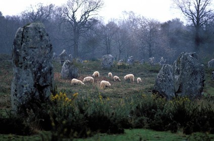 France, Morbihan (56), troupeau de Mouton au milieu des mégalithes de Carnac