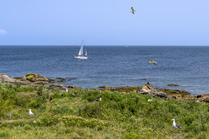 France, Finistère, Abers Country (Pays des Abers), Ile Vierge (Virgin Island) in the Lilia archipelago, many gulls populate the island during the nesting period