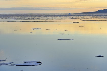 Groenland, cote Nord-Ouest, Smith sound au nord de la baie de Baffin à Inglefield Land, phoque barbu (Erignathus barbatus) allongé sur un morceaux de glace de la banquise arctique