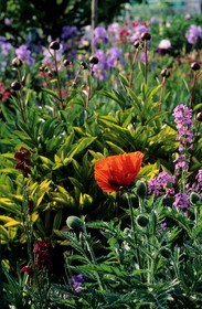 France, Eure, Giverny, Claude Monet Foundation garden, poppy, stock and peony