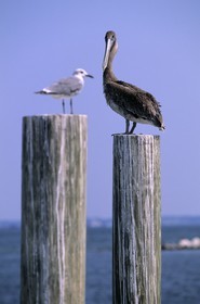 Etats-Unis, Floride, le Panhandle, Pensacola, pélican sur un ponton