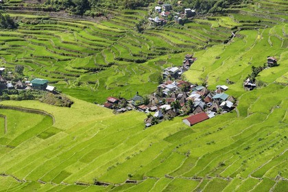 Philippines, province d'Ifugao, les rizières en terrasses de Banaue autour du village de Batad, classées Patrimoine Mondial de l'UNESCO